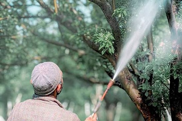 Çin ve Orta Asya’da yüzyıllar öncesine dayanan bu geleneksel yöntem, günümüzde sürdürülebilir tarımın en önemli parçalarından biri haline geldi.