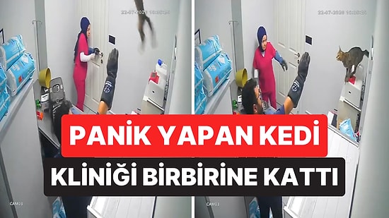 Veteriner Kliniğinde Muayeneden Kaçan Kedi Ortalığı Birbirine Kattı
