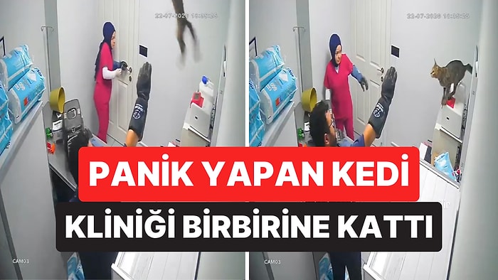 Veteriner Kliniğinde Muayeneden Kaçan Kedi Ortalığı Birbirine Kattı