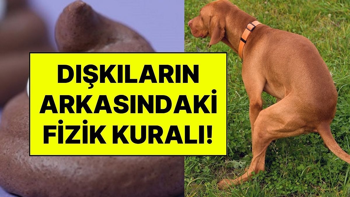 Her Gün Kullandığımız Kaka Emojisi Neden Hatalı? Dışkı Şekillerinin Arkasındaki Gizli Fizik Kuralı Çözüldü