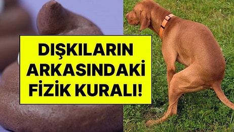 Her Gün Kullandığımız Kaka Emojisi Neden Hatalı? Dışkı Şekillerinin Arkasındaki Gizli Fizik Kuralı Çözüldü