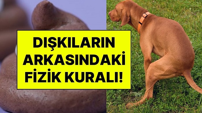 Her Gün Kullandığımız Kaka Emojisi Neden Hatalı? Dışkı Şekillerinin Arkasındaki Gizli Fizik Kuralı Çözüldü