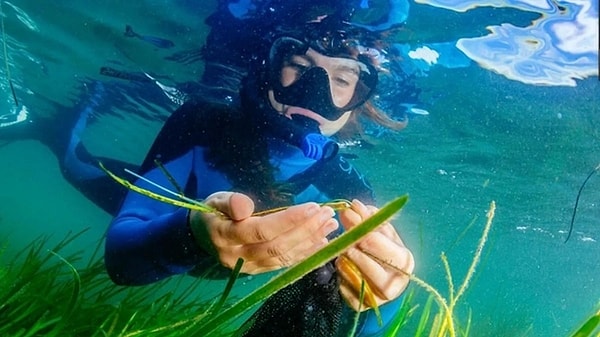 Marine Robot Plants 60 Seeds per Minute