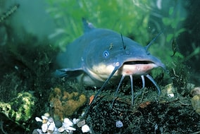 Unprecedented Discovery: Scientists Detect Contagious Transmissible Cancer in Fish Species!