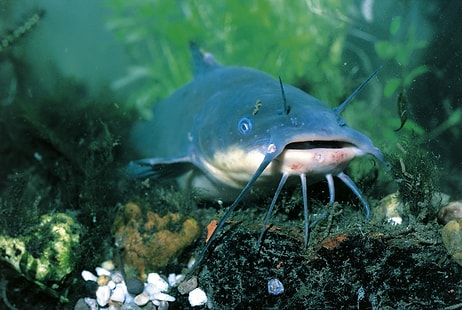 Unprecedented Discovery: Scientists Detect Contagious Transmissible Cancer in Fish Species!