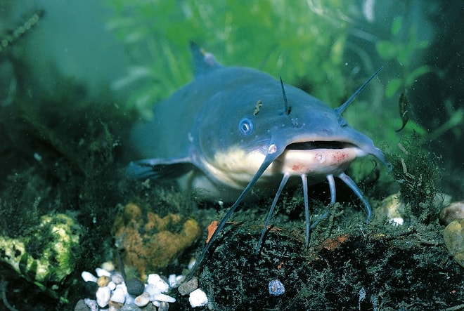 Unprecedented Discovery: Scientists Detect Contagious Transmissible Cancer in Fish Species!