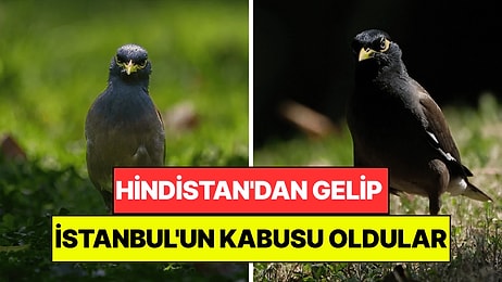 Hindistan'dan Gelen İstilacı Tür İstanbul'un Kabusu Oldu: Yuvaları İşgal Edip Kedi Maması Yiyor!