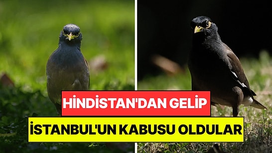 Hindistan'dan Gelen İstilacı Tür İstanbul'un Kabusu Oldu: Yuvaları İşgal Edip Kedi Maması Yiyor!