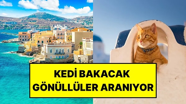 Yunan Adasında Kediler Sayesinde Ücretsiz Konaklama Fırsatı