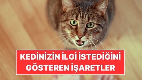 Kedinizin Sizden İlgi Beklediğini Gösteren 5 İşaret