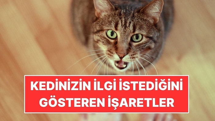 Kedinizin Sizden İlgi Beklediğini Gösteren 5 İşaret