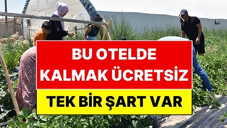 Müşterilerden Para Almıyorlar: Bu Otelde Ücretsiz Kalmak İçin Tek Bir Şart Var