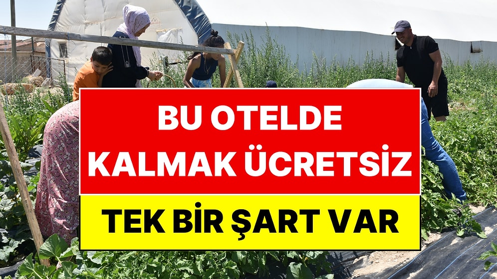 Müşterilerden Para Almıyorlar: Bu Otelde Ücretsiz Kalmak İçin Tek Bir Şart Var