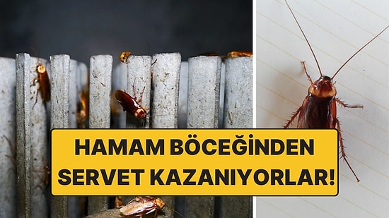Hamam Böceği Yetiştirip Servet Kazanıyorlar: Günde 15 Ton Çöp Yiyorlar!