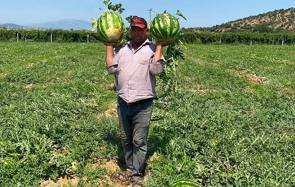 Sarıgöl ilçesine bağlı Dindarlı Mahallesi'nde bulunan beş dönümlük arazisinde karpuz yetiştiren çiftçi Zafer Gençelli, beklediği toptan alım fiyatlarını bulamayınca radikal bir karar aldı.