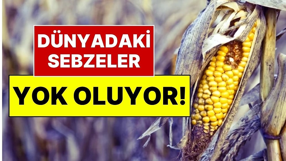 Beslenmemizi Tehdit Eden Büyük Kriz: Dünyadaki Sebzeler Sessizce Yok Oluyor!