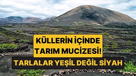 Küllerin İçinde Tarım Mucizesi: Lanzarote'nin Susuz Bağları!