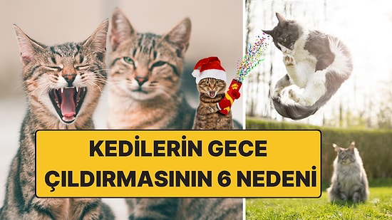 Kedilerin Gece Çıldırmasının Ardındaki 6 Şaşırtıcı Neden: Sizi de Uyutmuyorlar!