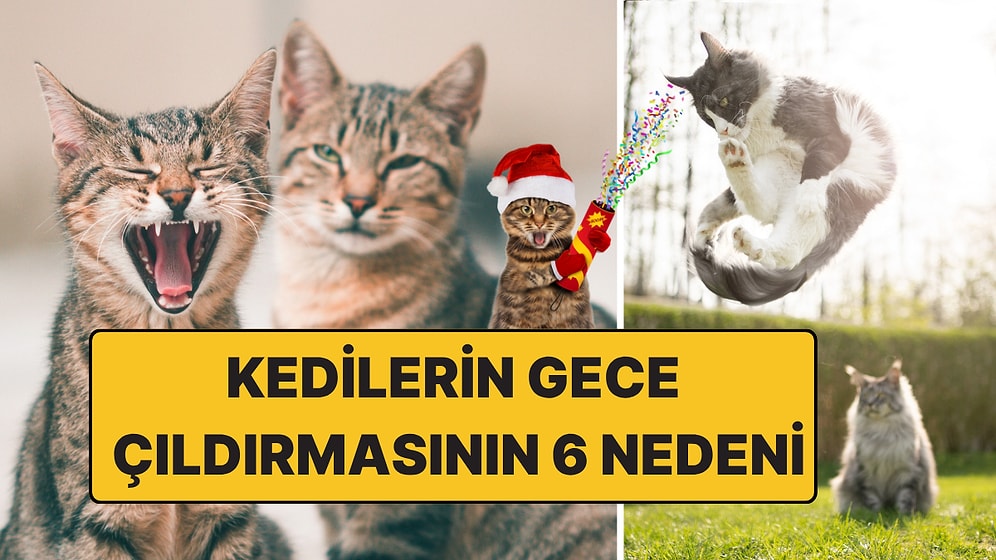 Kedilerin Gece Çıldırmasının Ardındaki 6 Şaşırtıcı Neden: Sizi de Uyutmuyorlar!