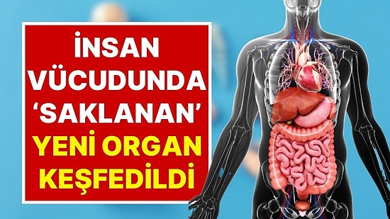 Bilim Dünyasını Şaşırtan Gelişme: İnsan Vücudunda Saklanan Yeni Bir Organ Keşfedildi