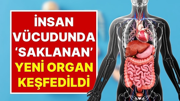 Bilim Dünyasını Şaşırtan Gelişme: İnsan Vücudunda Saklanan Yeni Bir Organ Keşfedildi