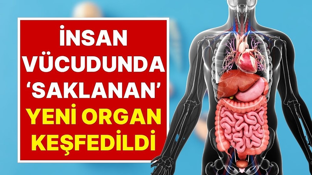 Bilim Dünyasını Şaşırtan Gelişme: İnsan Vücudunda Saklanan Yeni Bir Organ Keşfedildi