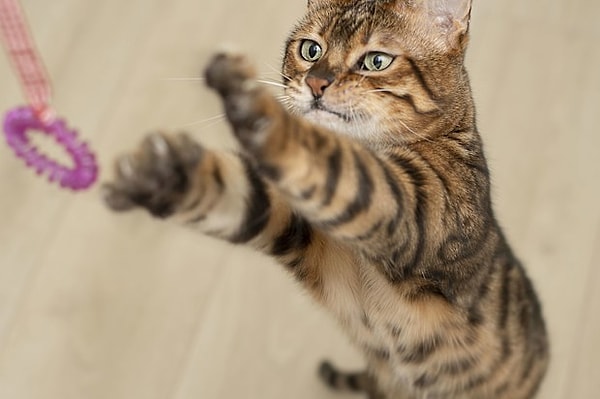 Saç tokası güvenli bir kedi oyuncağı değil