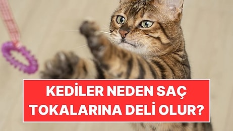 Kediler Neden Saç Tokalarına Deli Olur?