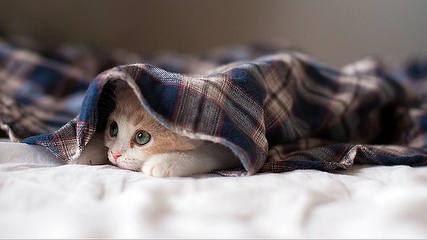 2. He Slept All Day, Started Spending His Energy at Night