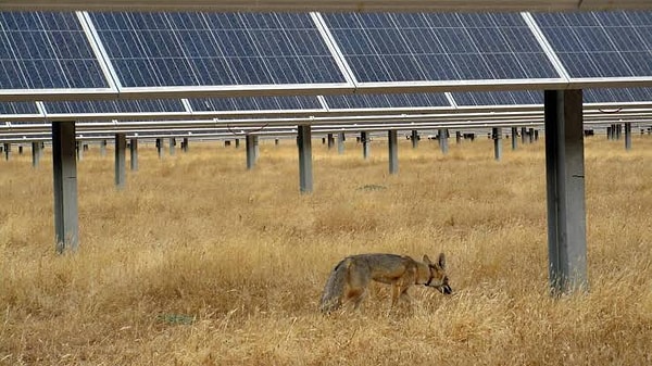 Researchers emphasize that solar power plants are not automatically a paradise for every animal, underscoring that the real key to success lies in "nature-sensitive architecture."