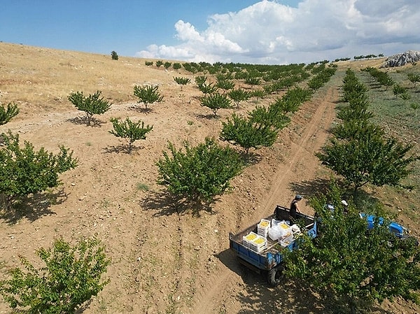 He Transformed the Land That Has Been Vacant for 70 Years into an Apricot Orchard