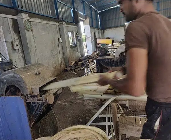 Muz gövdesinden lif elde etmek için kullanılan temel yöntemlerden biri ise dekortikasyon.