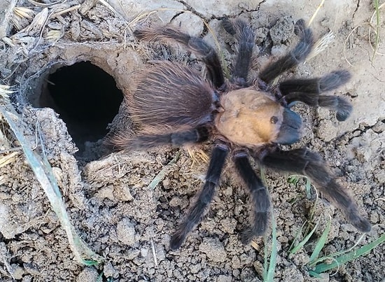 Special Tunnels Built Under Highway so Tarantulas Can Mate Safely