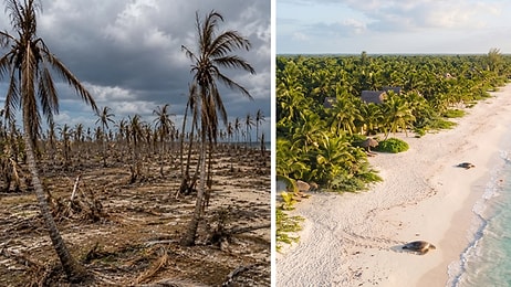 Abandoned as Diseased, Turned Into £87M Fortune: The Story of a Forgotten Mexican Farm