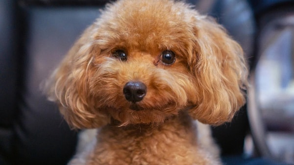 Önce Poodle Irkını Tanımakla Başlayalım!