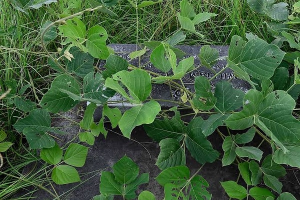 Experts emphasize that it's virtually impossible to eradicate this plant, which lacks any natural predators.