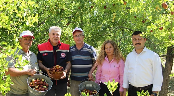 Sonbahar boyunca sürecek olan harvest dönemi ürünlerin hem iç pazara hem de yurt dışına sevkiyatıyla tamamlanıyor.
