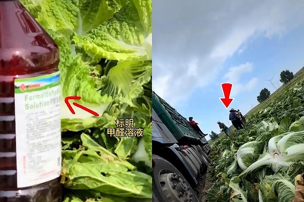 Çin Yönetimi Yasaklı Maddenin Gıda Sektöründe Kullanılmasına Karşı Soruşturma Başlattı