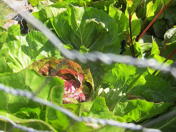 Here are 5 fast-growing greens recommended to be planted in pots before September rolls around, along with their care details:
