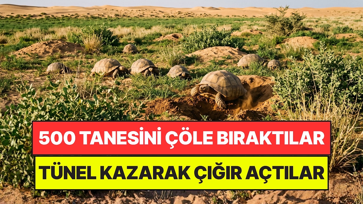 Diktikleri Ağaçlar Bir İşe Yaramayınca Çöle 500 Kaplumbağa Bıraktılar: 5 Yılda Çığır Açtılar