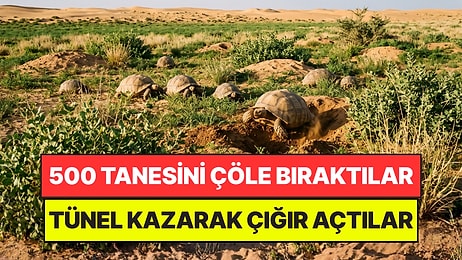 Diktikleri Ağaçlar Bir İşe Yaramayınca Çöle 500 Kaplumbağa Bıraktılar: 5 Yılda Çığır Açtılar