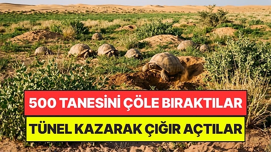 Diktikleri Ağaçlar Bir İşe Yaramayınca Çöle 500 Kaplumbağa Bıraktılar: 5 Yılda Çığır Açtılar
