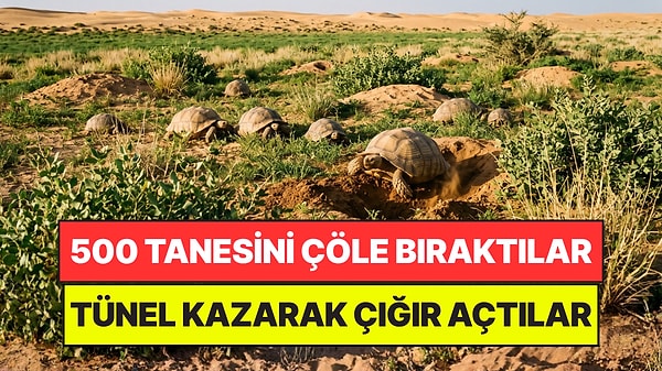 Çaresizlikten Çöle Bırakılan 500 Kaplumbağa Çığır Açtı