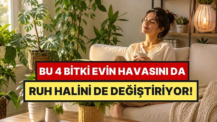 Oturma Odasına Koyan Baş Ağrısı Çekmiyor: Havayı Temizleyen ve Stresi Alan 4 Bitki