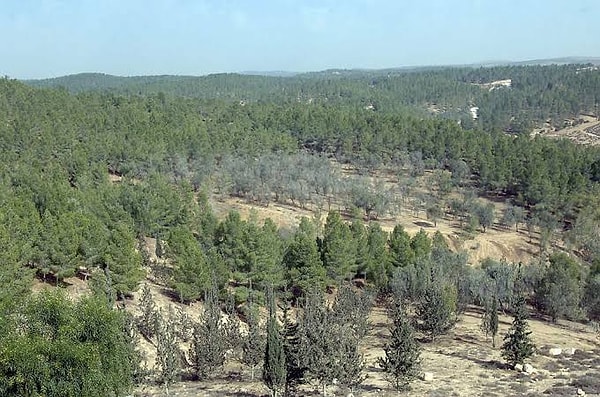 In Yatir, where trees are neither watered nor fertilized, serious losses have been experienced in recent years due to escalating drought conditions.