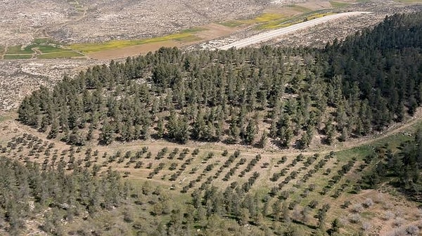 Although tree planting is seen as a global strategy in the fight against climate change, the data obtained from Yatir Forest has shattered conventional wisdom.