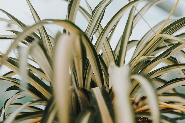Spider Plant