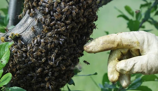What does it mean for bees to get drunk? Why do bumblebees become intoxicated?