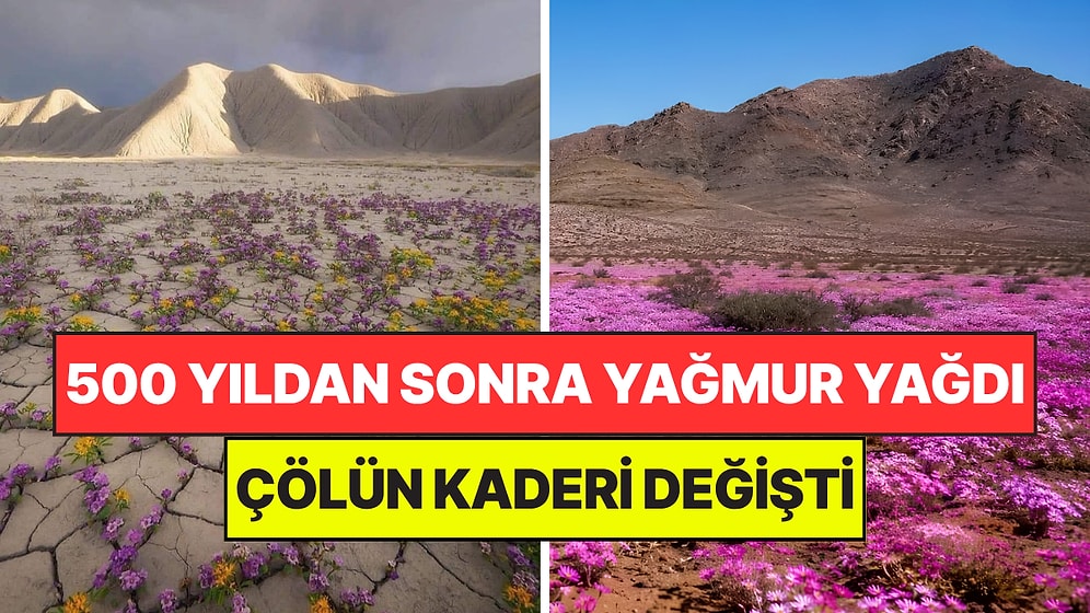 500 Yıldır Tek Damla Yağmayan Çöle Yağmur Yağınca "İmkansız" Denilen Olay Gerçekleşti