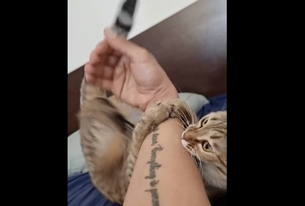 Peki evde tekir beslemek gerçekten diğer kedilere göre daha zor mu?